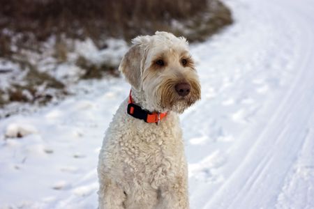 Labradoodles and Winter Weather