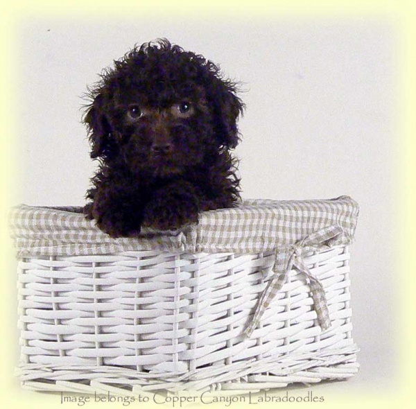 Labradoodle Puppies