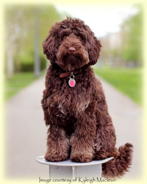 Copper Canyon Eclipse - Copper Canyon Labradoodles