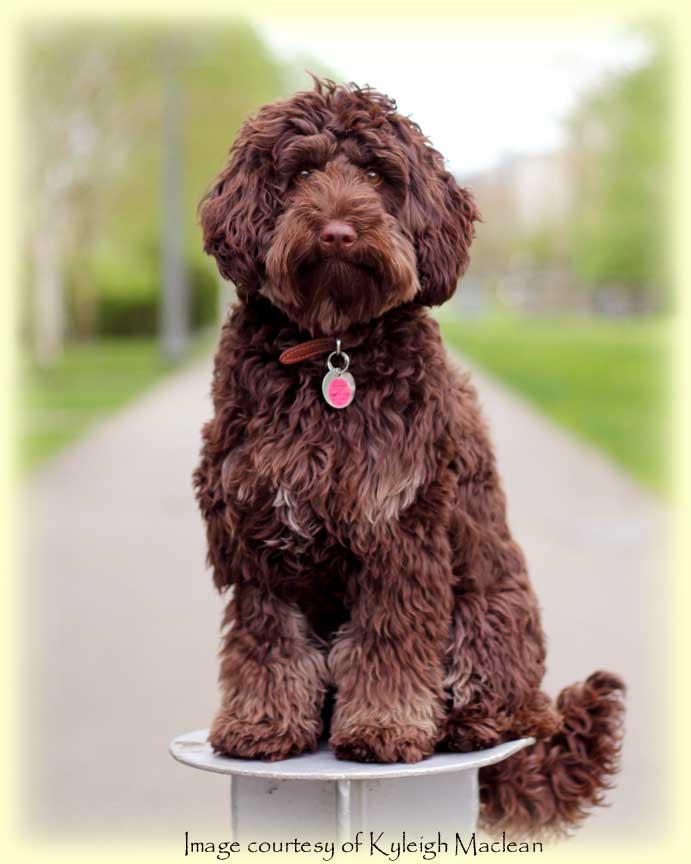 labradoodle midsize