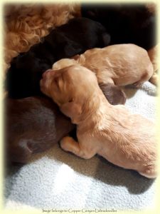 Labradoodle Puppies for Sale