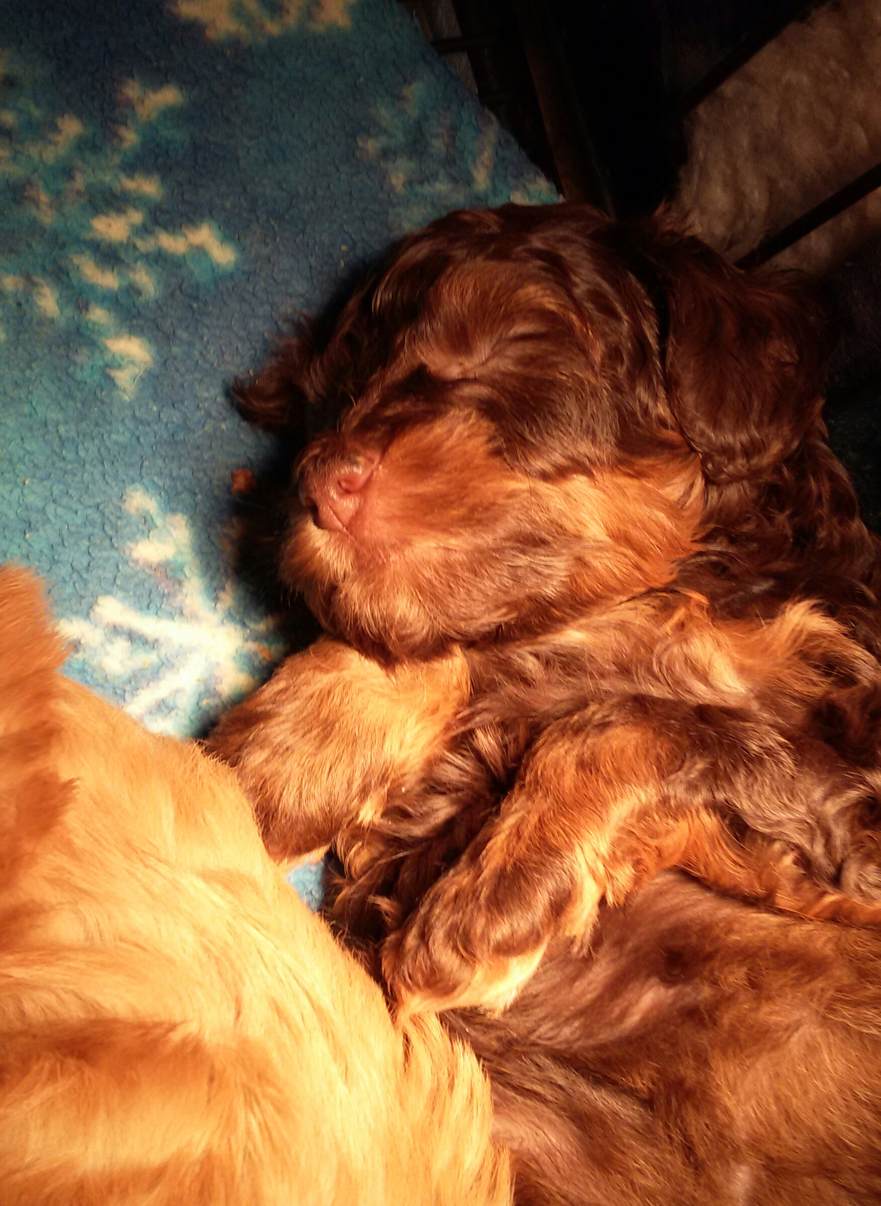 Australian Labradoodle puppies sleeping