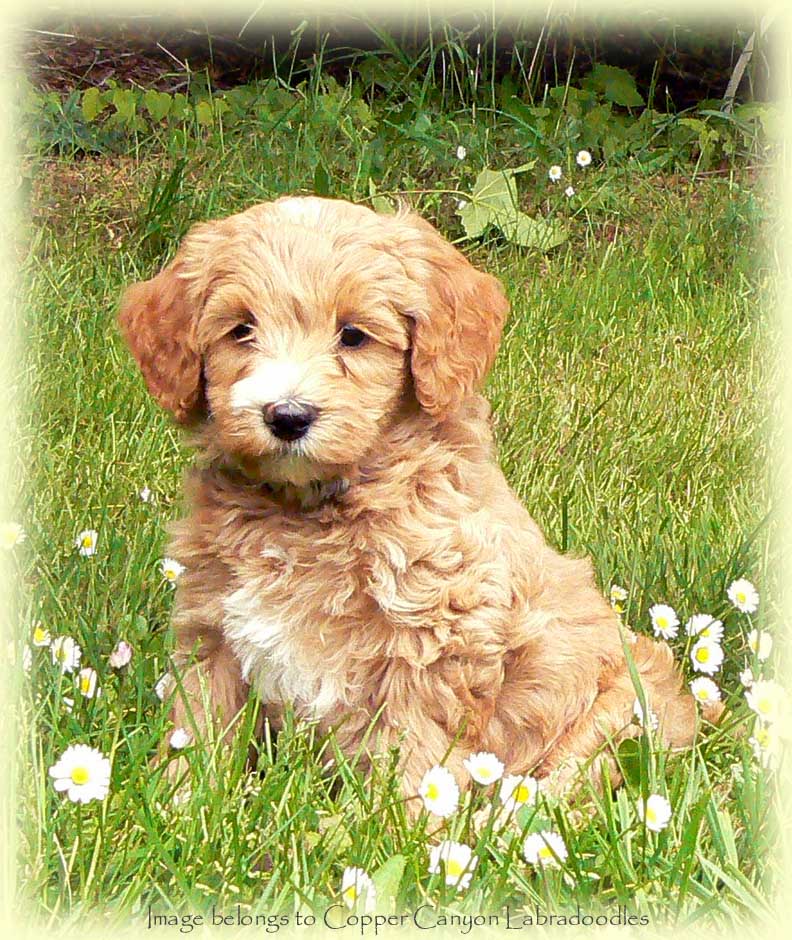 Labradoodle Puppies for Sale 