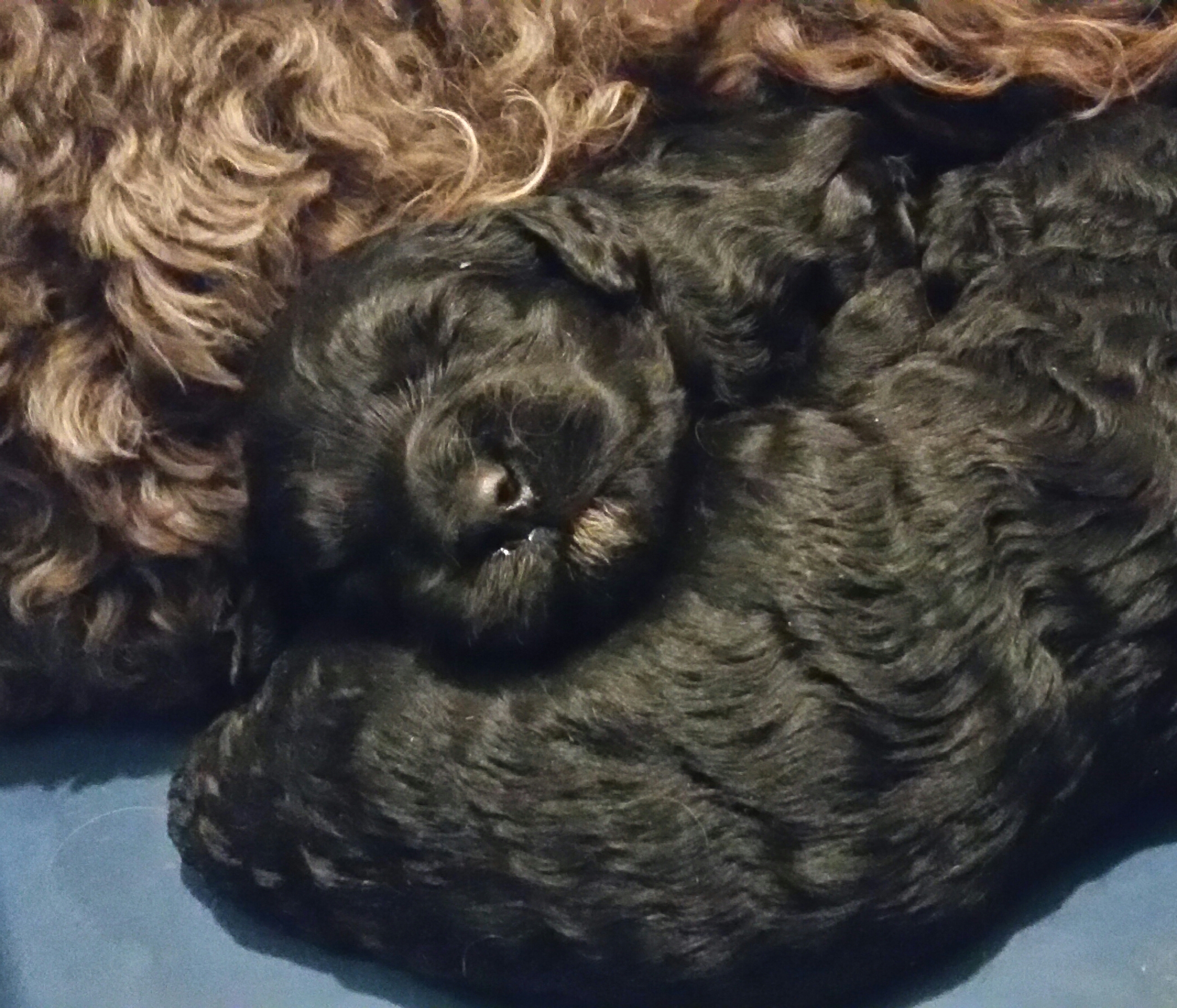 black labradoodle babies