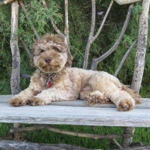 canadoodle australian labradoodles