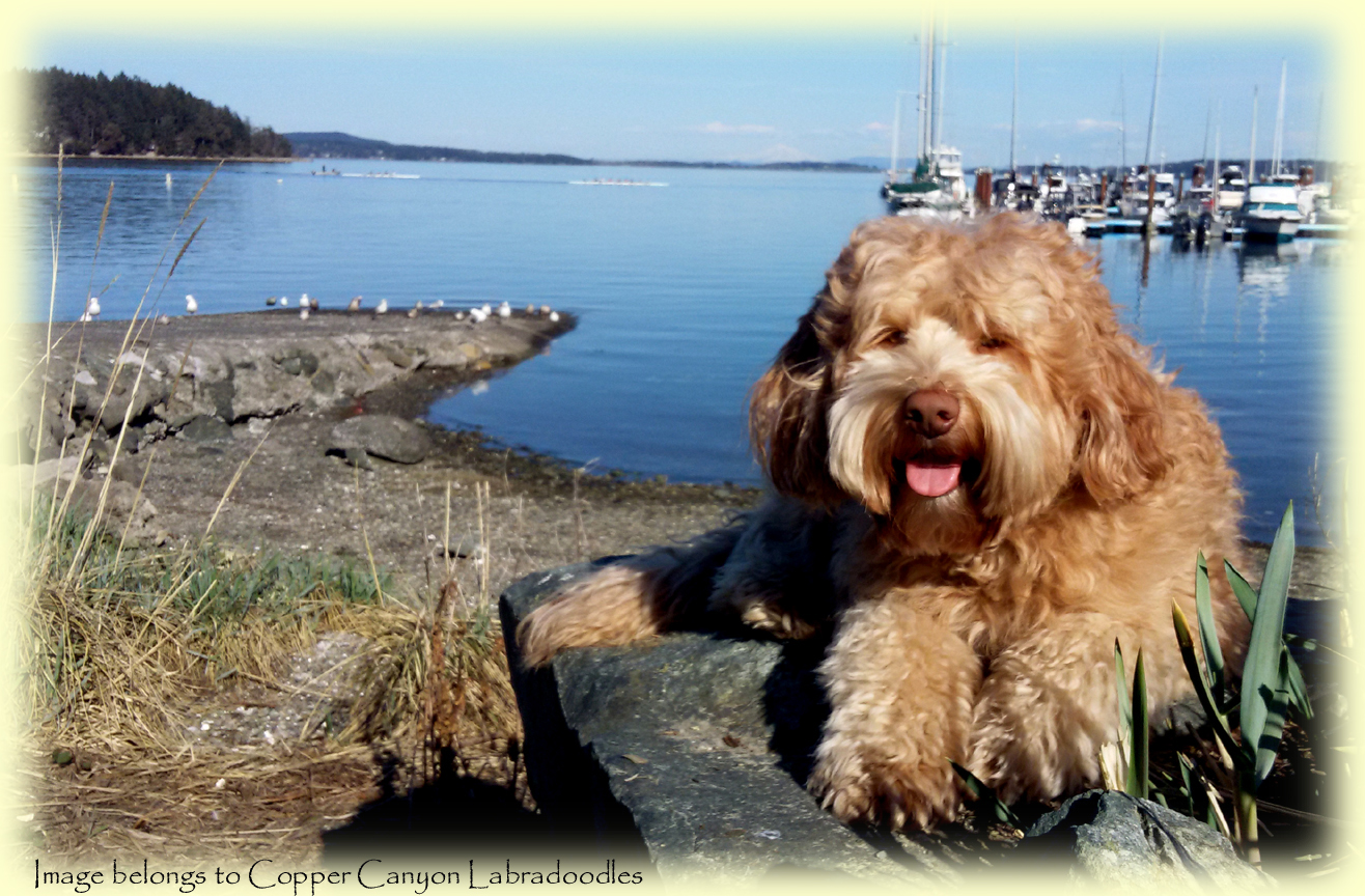 Benji from Copper Canyon Labradoodles
