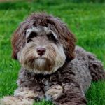 Australian Labradoodles