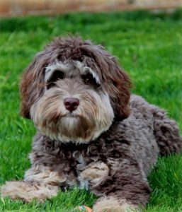 Sølv selvbiografi segment Interesting Information About Australian Labradoodles - Copper Canyon  Labradoodles