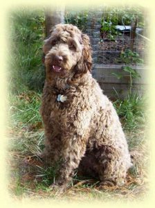 Australian Labradoodles