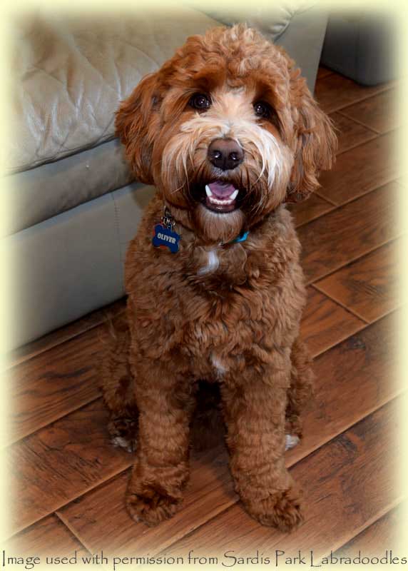 Copper shop canyon goldendoodles