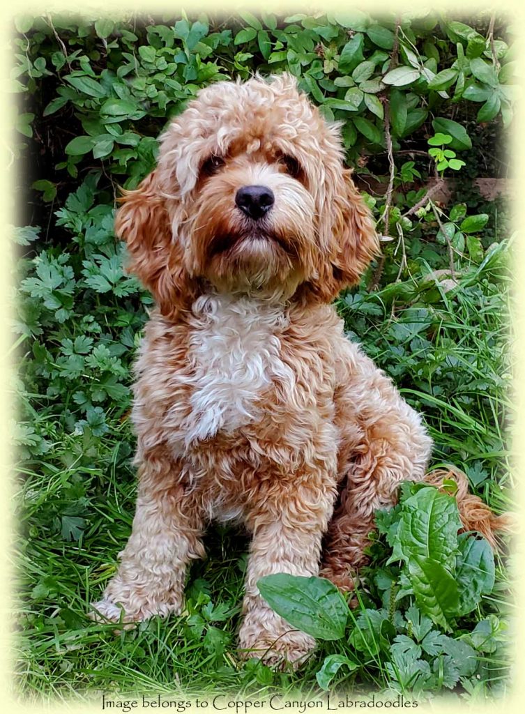 mini apricot tuxedo cockapoo boy