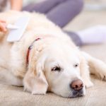 How to keep your dogs skin and coat healthy