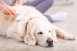 How to keep your dogs skin and coat healthy