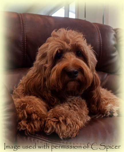 Prize labradoodles sales