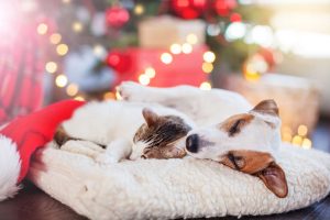 Pet-Friendly Holiday Decor