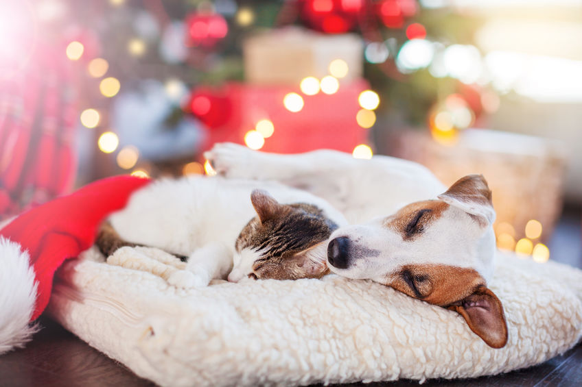 Pet-Friendly Holiday Decor