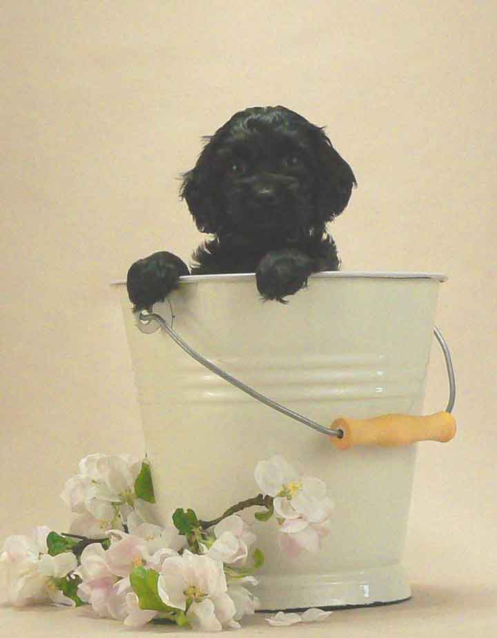 black micro mini australian labradoodle puppy