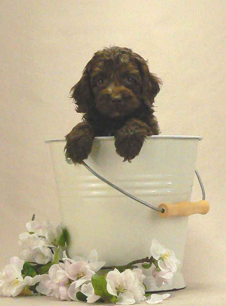 chocolate australian labradoodle puppy