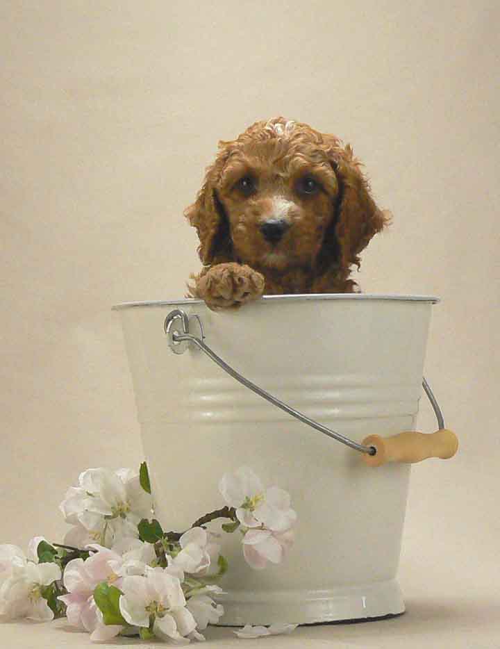red australian labradoodle puppy
