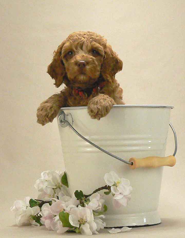 red australian labradoodle puppy