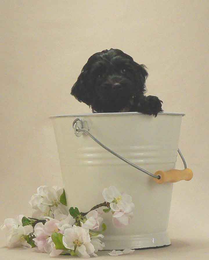 small black australian puppy