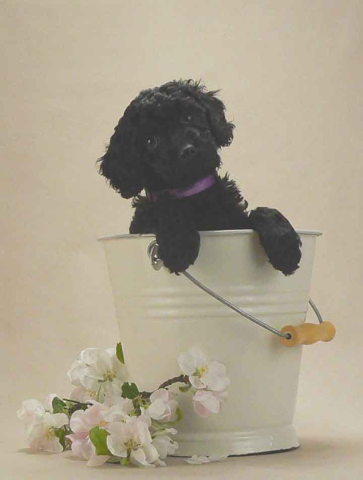 black 8 week old australian Labradoodle puppy