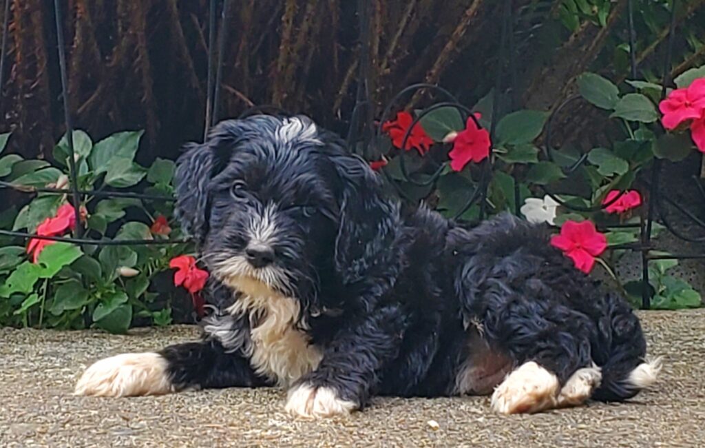 black tuxedo australian labradoodle puppy eight weeks old