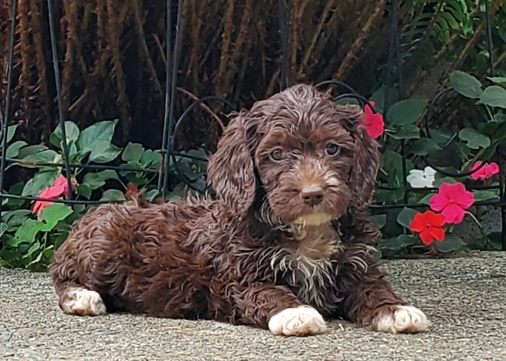 chocolate australian labradoodle puppy