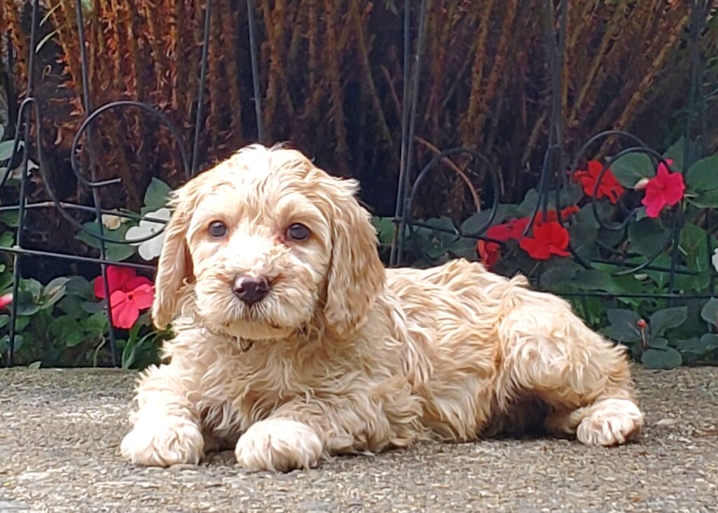 cream australian labradoodle puppy