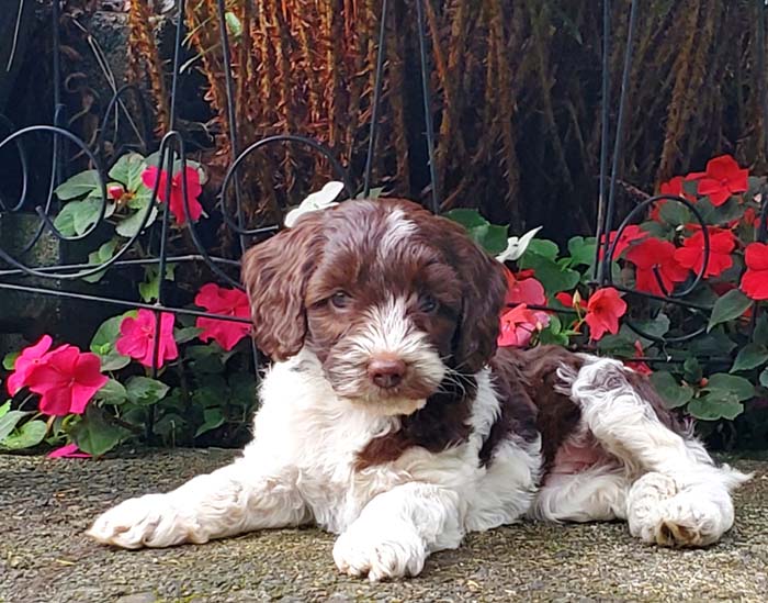 chocolate parti Australian Labradoodle puppy