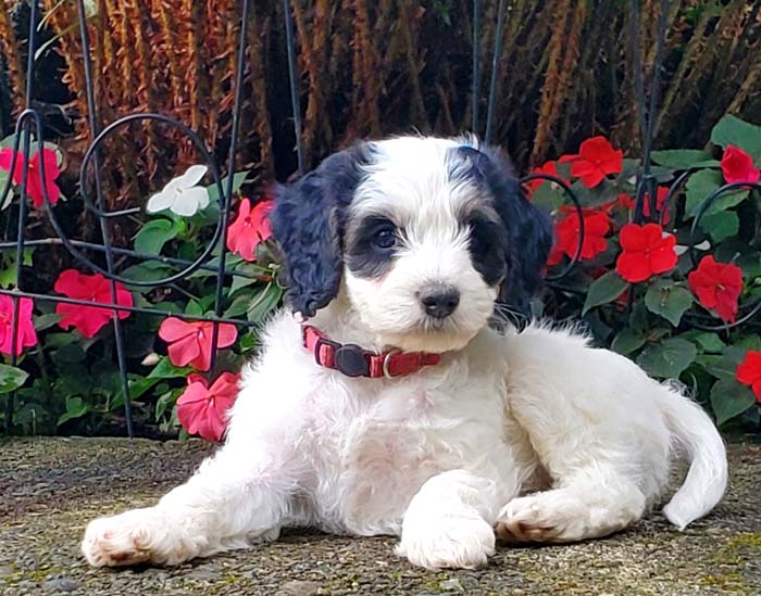 tricolour Australian Labradoodle puppy