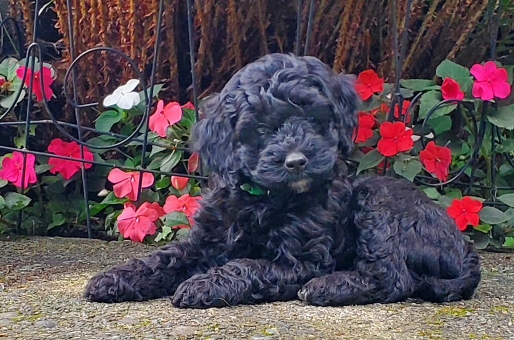 black australian labradoodle puppy