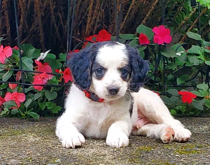 Tricolour Australian Labradoodle puppy