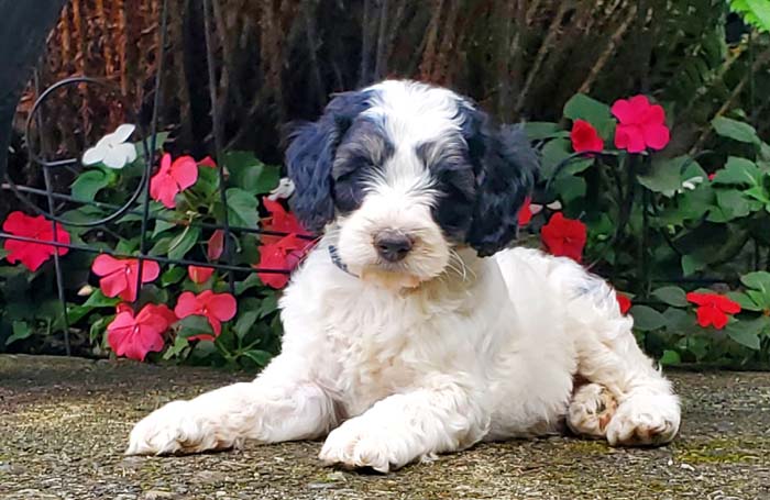 Tricolour Australian Labradoodle puppy