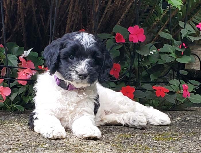 black and white parti Australian Labradoodle puppy