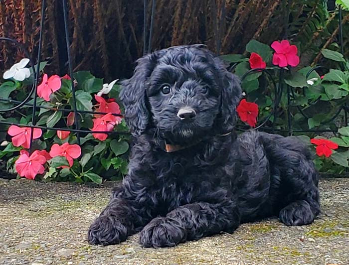 black labradoodle puppy