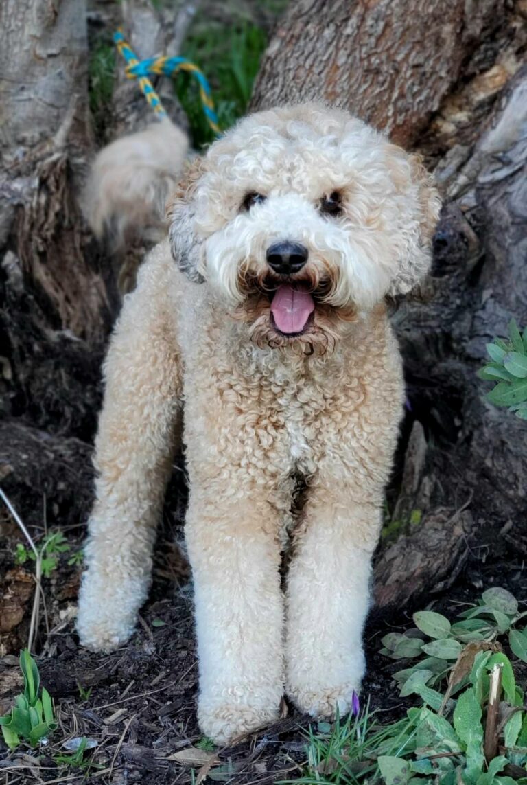 Miniature Australian Labradoodle Litters for Adoption Vancouver BC