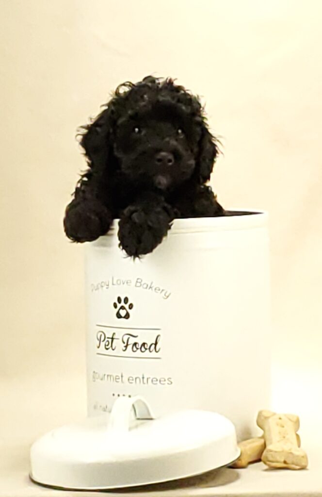 black labradoodle puppy