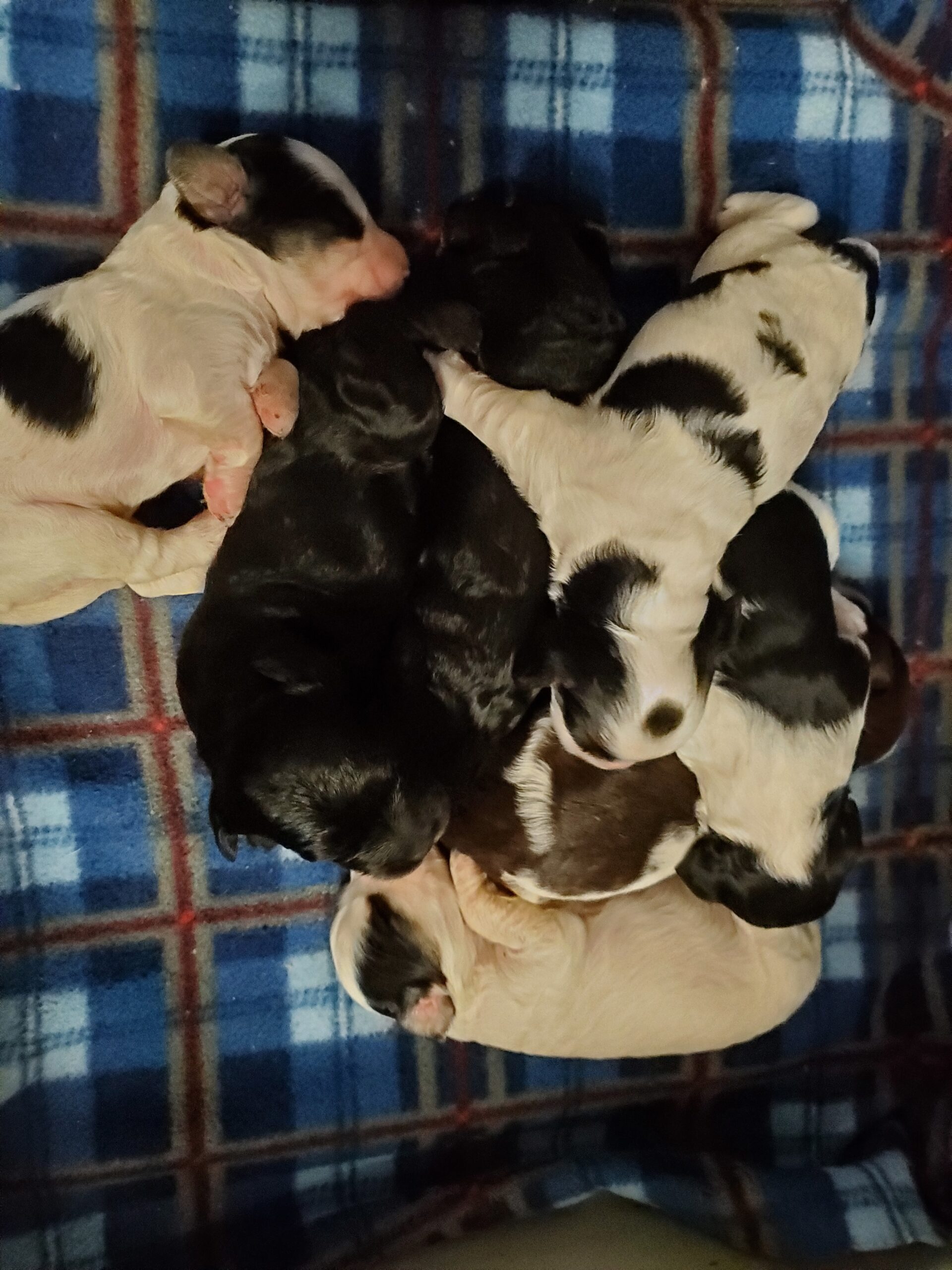 newborn litter of australian labradoodle puppies