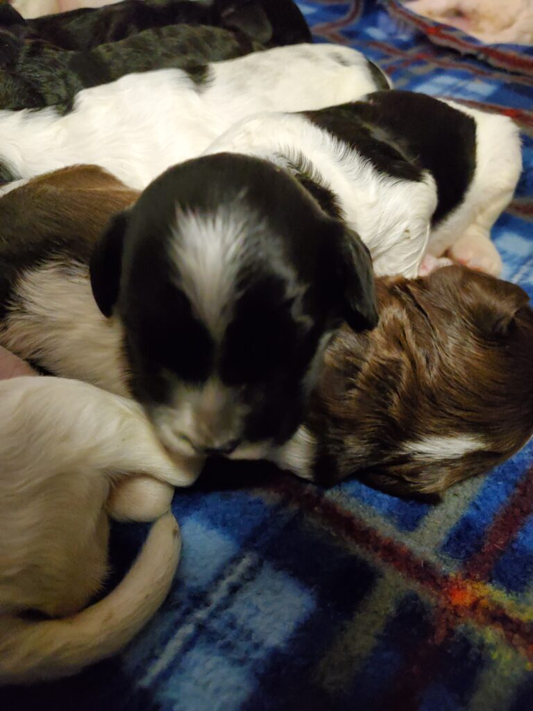 black and white parti Australian labradoodle puppy