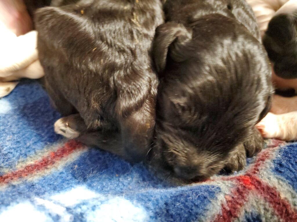 two black labradoodle puppies