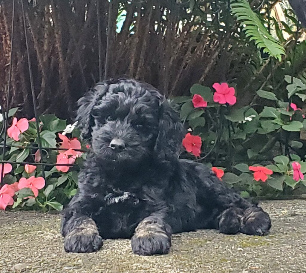 labradoodle puppy