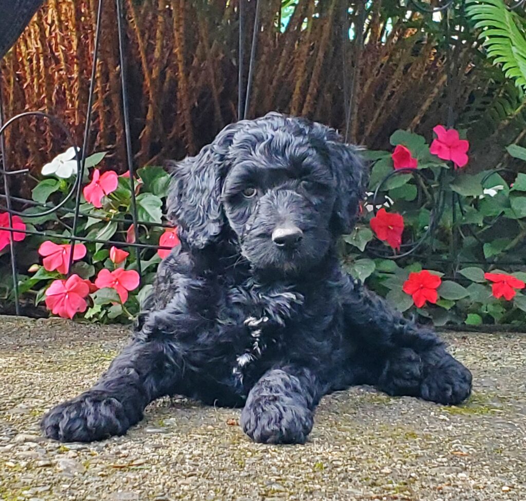 Labradoodle puppy