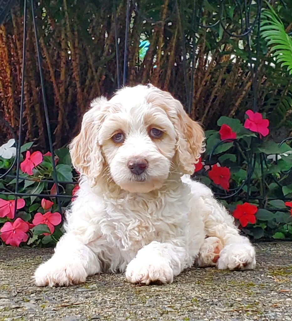 labradoodle puppy