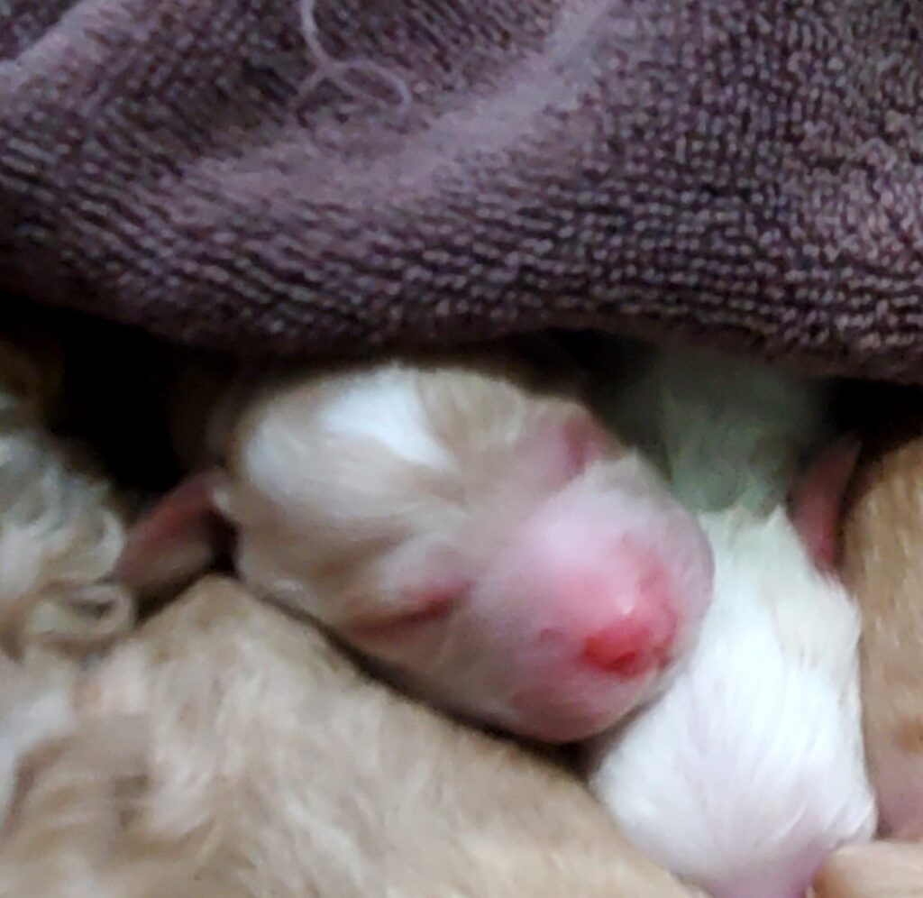 newborn Australian Labradoodle puppies with mom