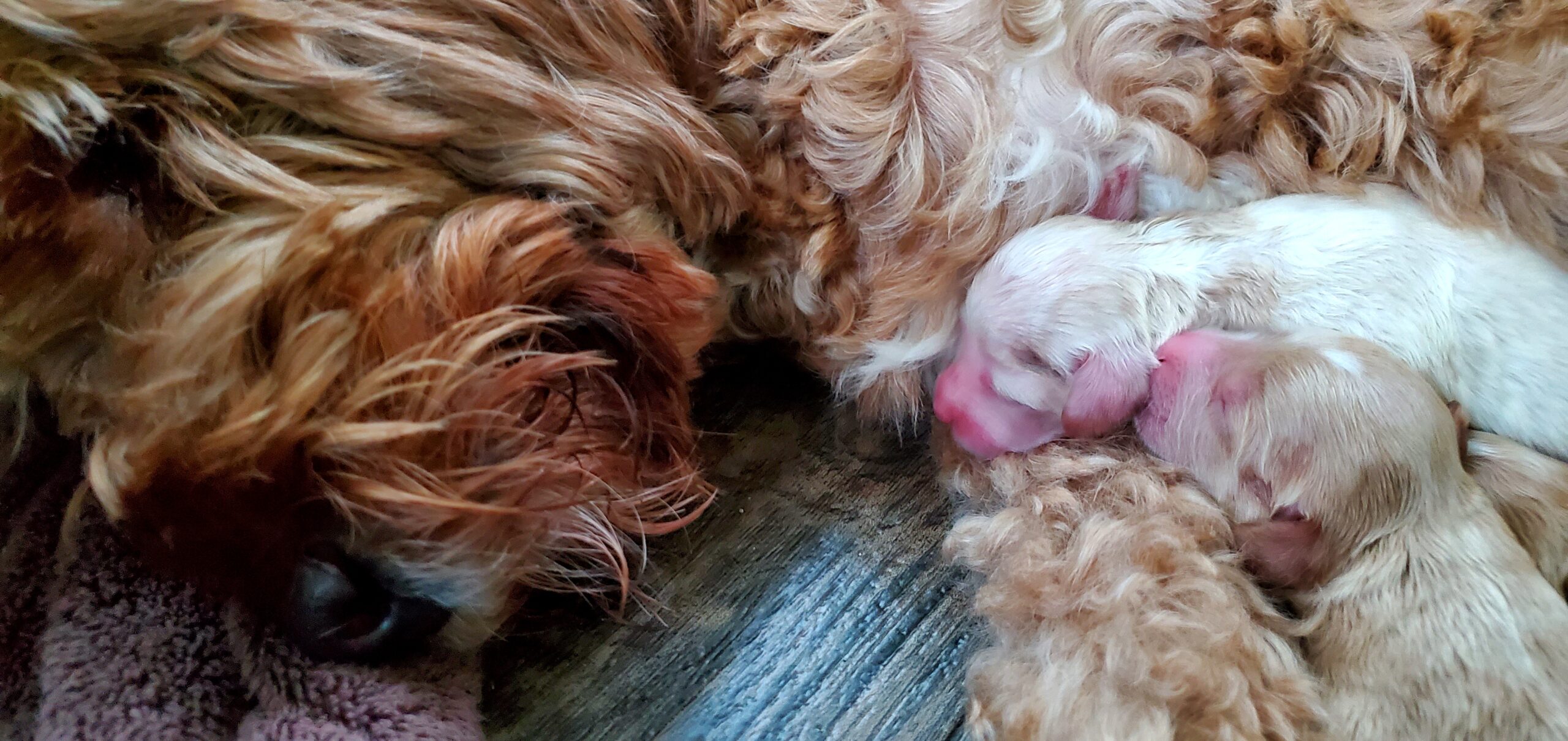 newborn Australian Labradoodle puppies with mom
