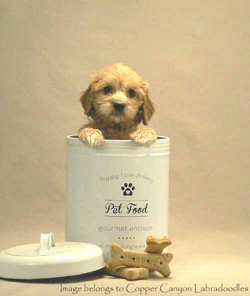 gold australian labradoodle puppy