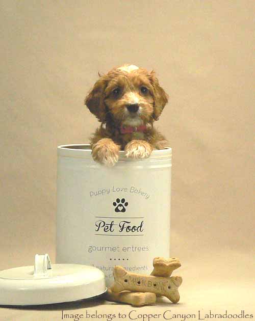 apricot australian labradoodle puppy