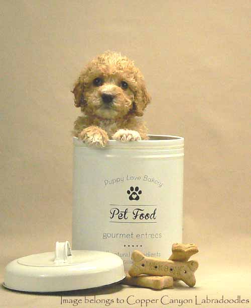gold australian labradoodle puppy