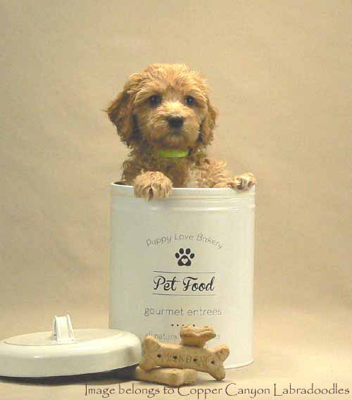 gold australian labradoodle puppy